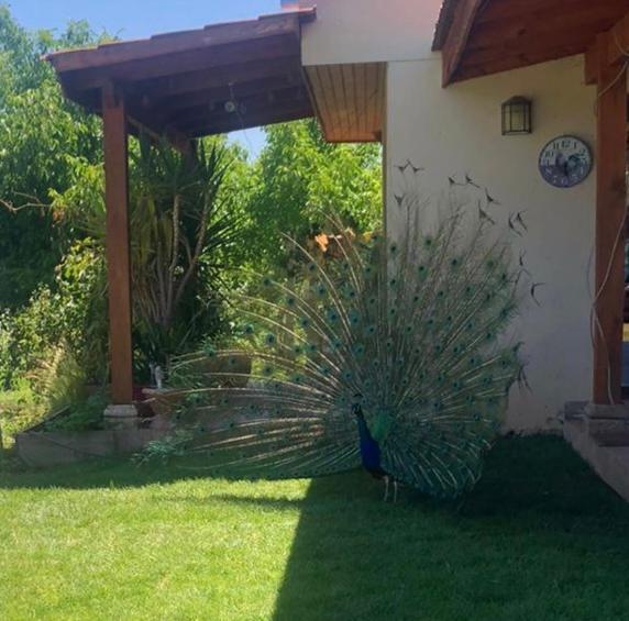 Alojamiento Los Nogales Santa Cruz Εξωτερικό φωτογραφία